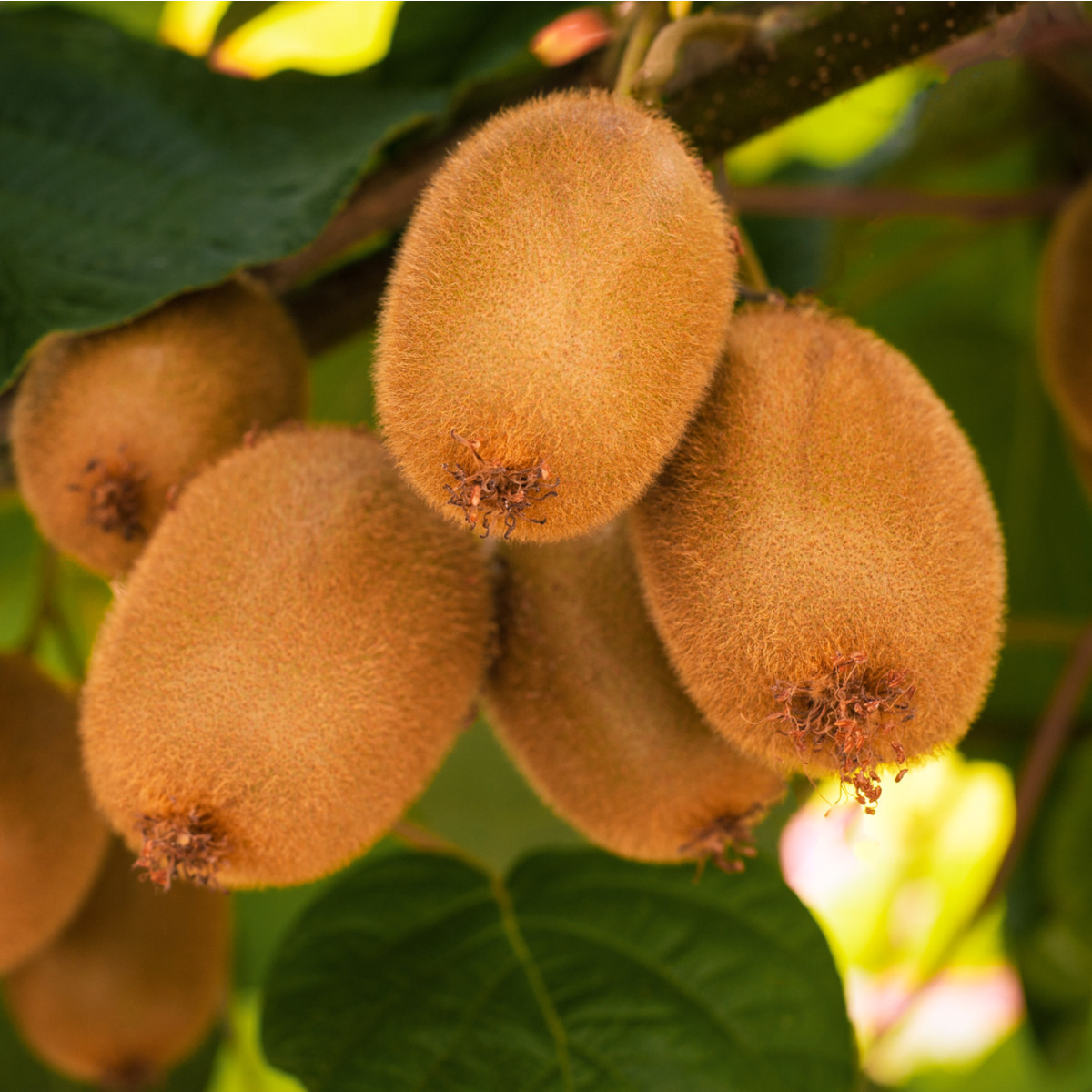 Kiwi čínske - Actinidie chinensis - semená - 5 ks