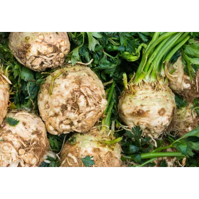 Zeler buľvový Mars - Apium graveolens - semená - 20 ks