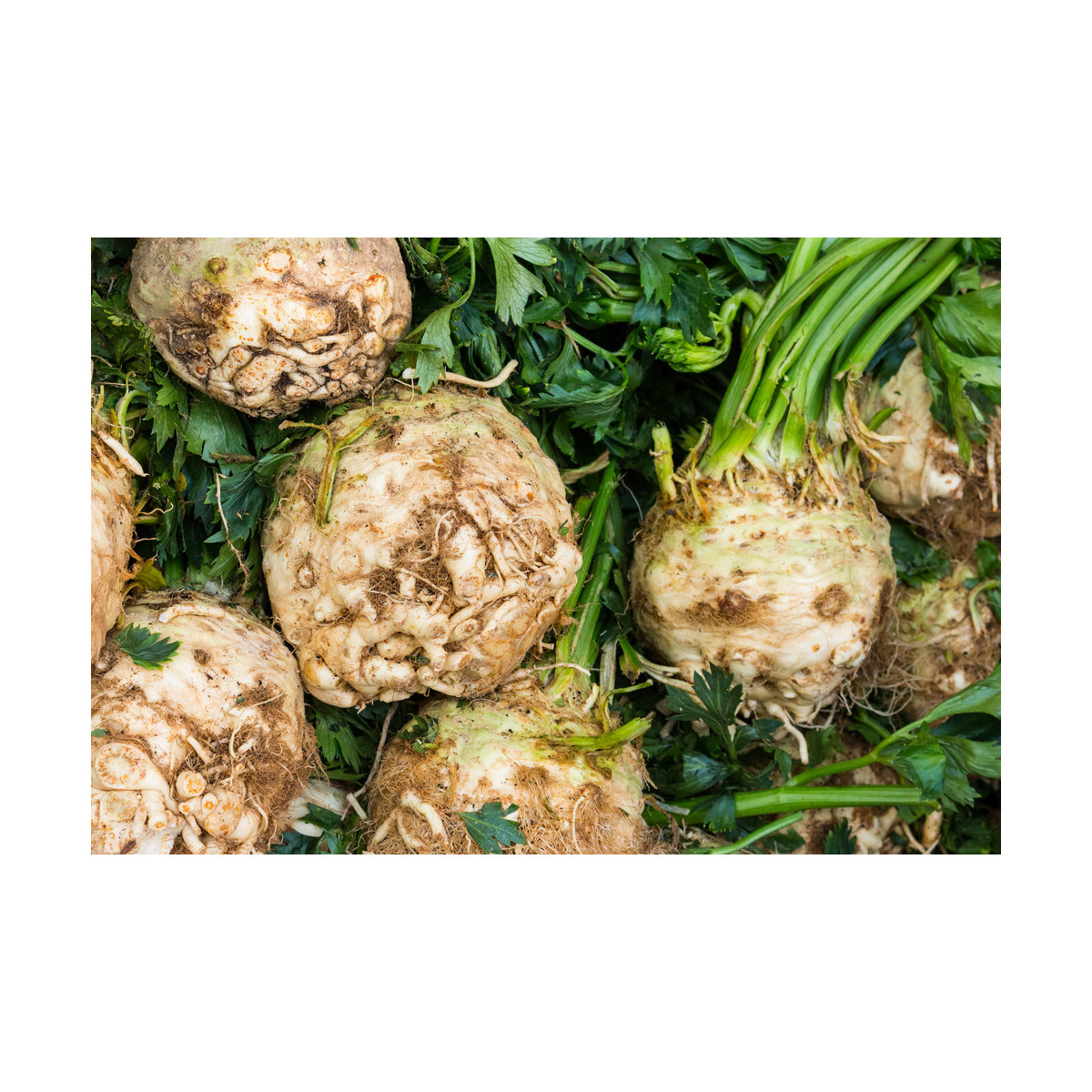 Zeler buľvový Mars - Apium graveolens - semená - 20 ks