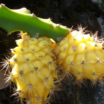 Pithahaya žltá - semená pithahaya - Selenicereus megalanthus - 4 ks