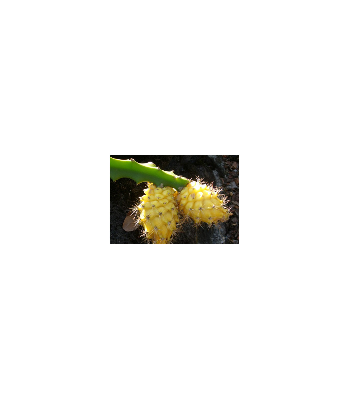 Pithahaya žltá - semená pithahaya - Selenicereus megalanthus - 4 ks