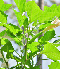 Durman metelový žltý - Durman metel - semená - 5 ks