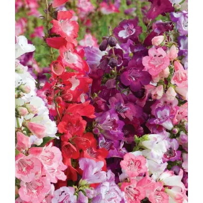 Penstemon hartwegii Senzácia zmes - Penstemon hartwegii - semená - 0,2 g