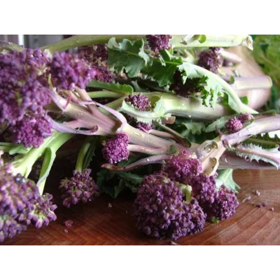 Brokolica skorá fialová Rudolph - Brassica oleracea - semená - 30 ks