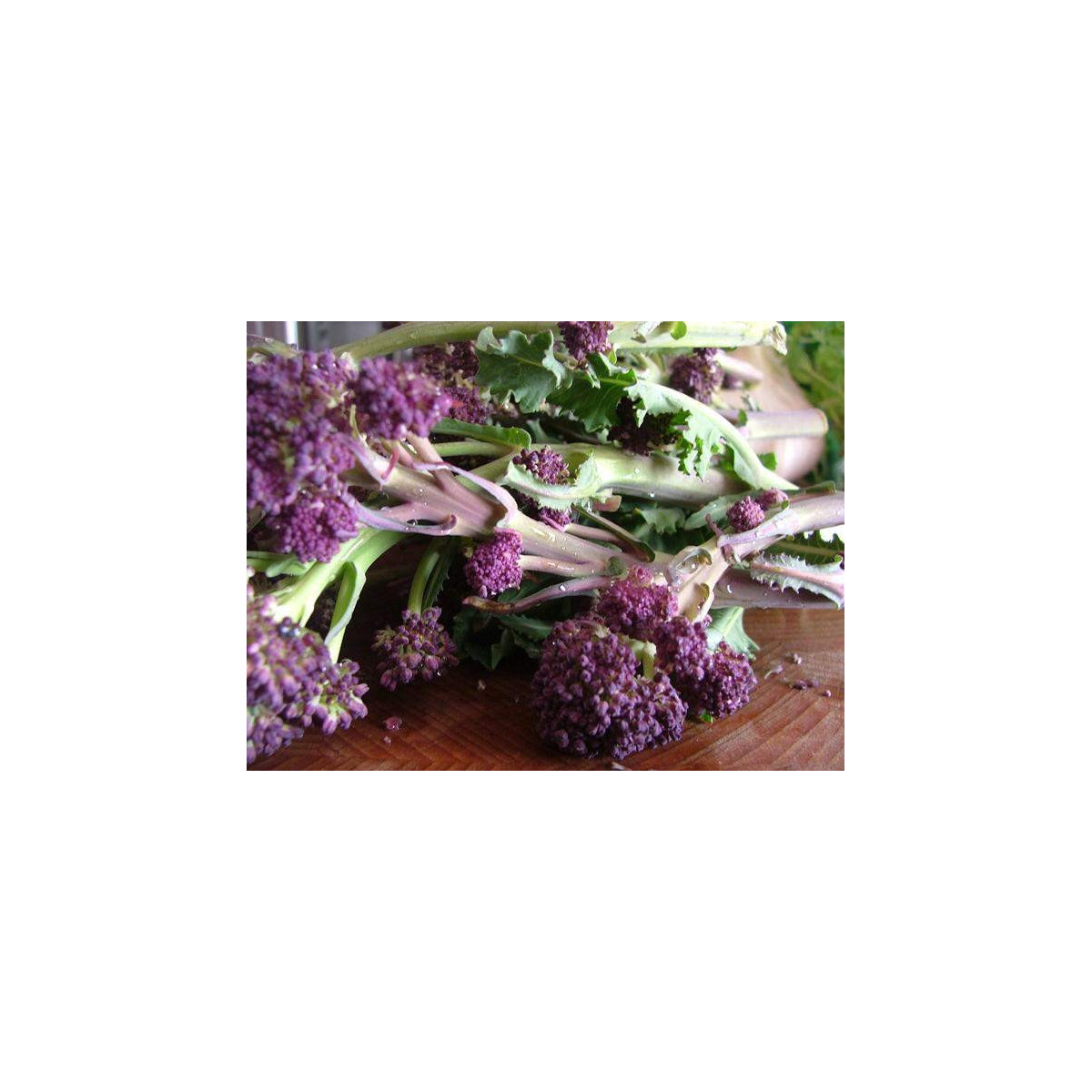 Brokolica skorá fialová Rudolph - Brassica oleracea - semená - 30 ks