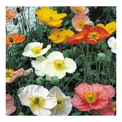 Mak holý Champagne Bubbles - Papaver nudicaule - semená - 10 ks