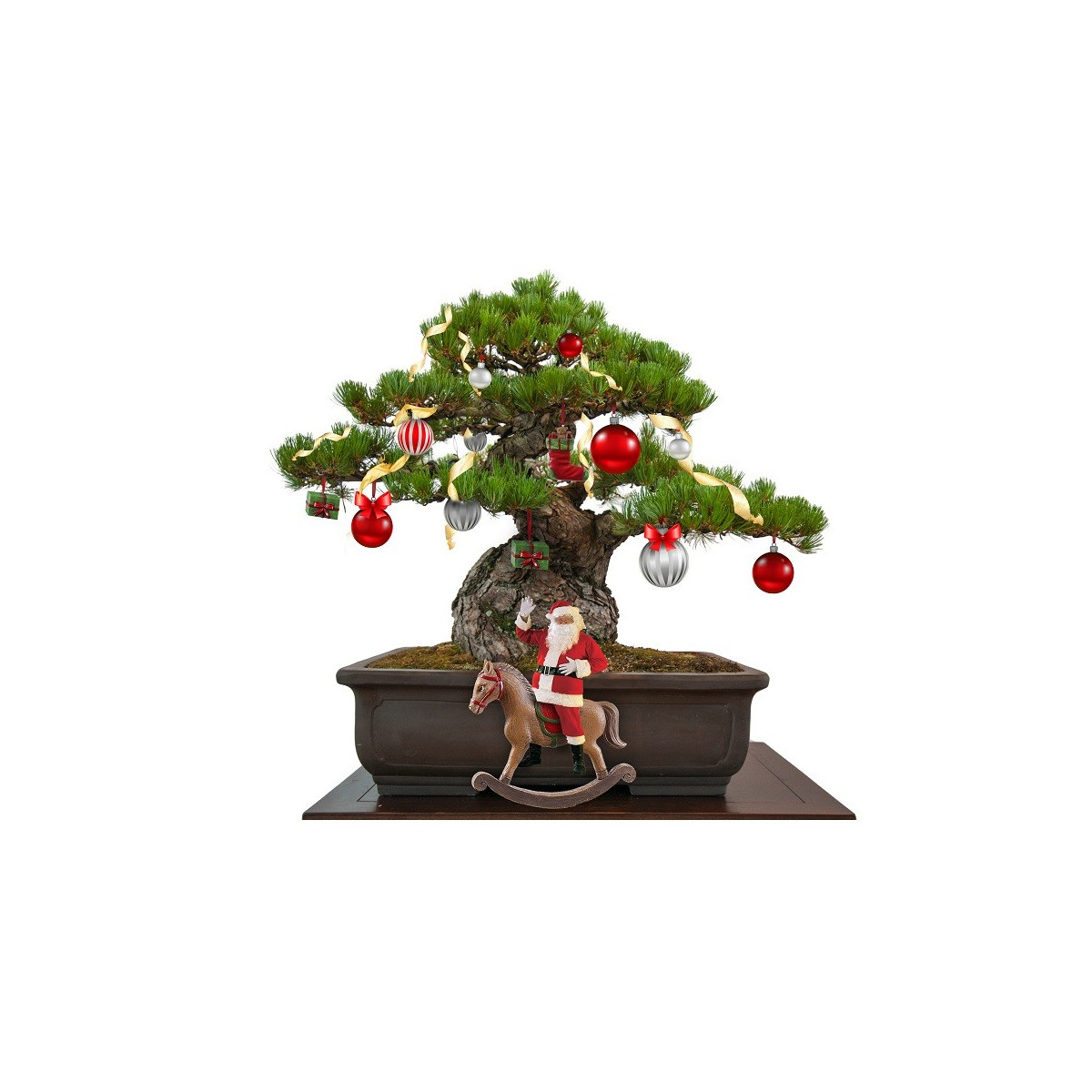 Hnojivo pre kaktusy - Cactus focus - 300 ml