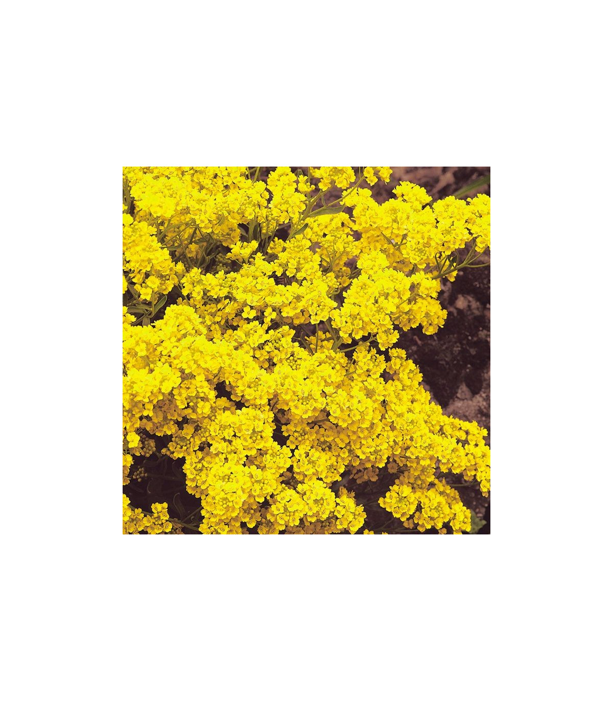 Tarica Gold dust - Alyssum saxatile - semená - 150 ks