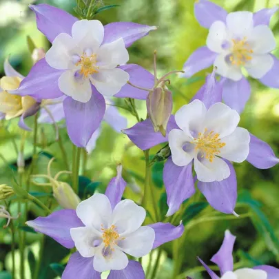 Orlíček zmes farieb - Aquilegia caerulea - semená - 140 ks