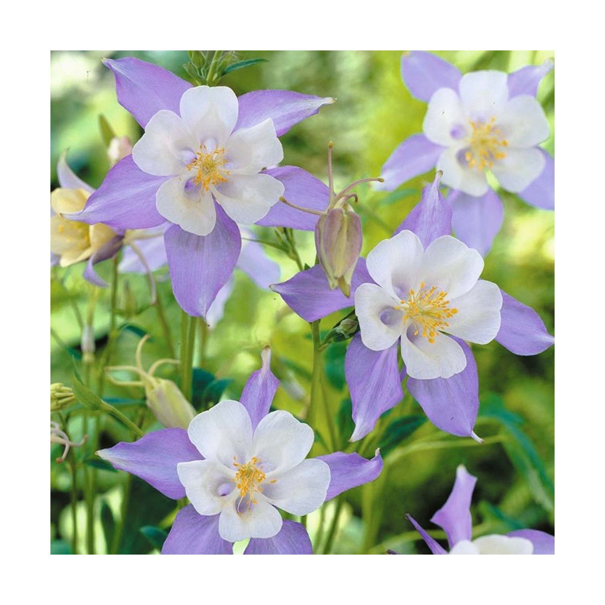 Orlíček zmes farieb - Aquilegia caerulea - semená - 140 ks