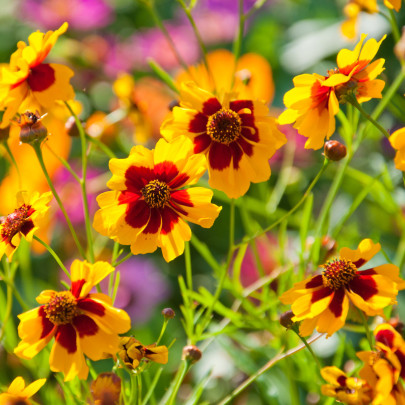 Semená krásnoočka – Krásnoočko dvojfarebné – Coreopsis hybrida