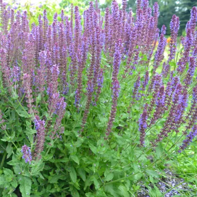 Šalvia hájna Blue Queen - Salvia nemorosa - semená - 20 ks