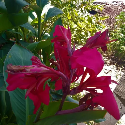 Dosna ružová La Boheme - Canna - cibuľoviny - 1 ks