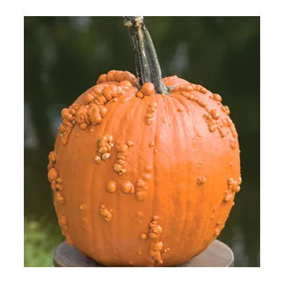 Tekvica Knuckle Head F1 - Cucurbita pepo - semená - 4 ks