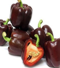 Paprika Babybell Chocolate - Capsicum annuum - semená - 8 ks