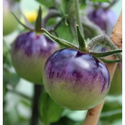 Paradajka Blueberry - Solanum lycopersicum - semená - 6 ks