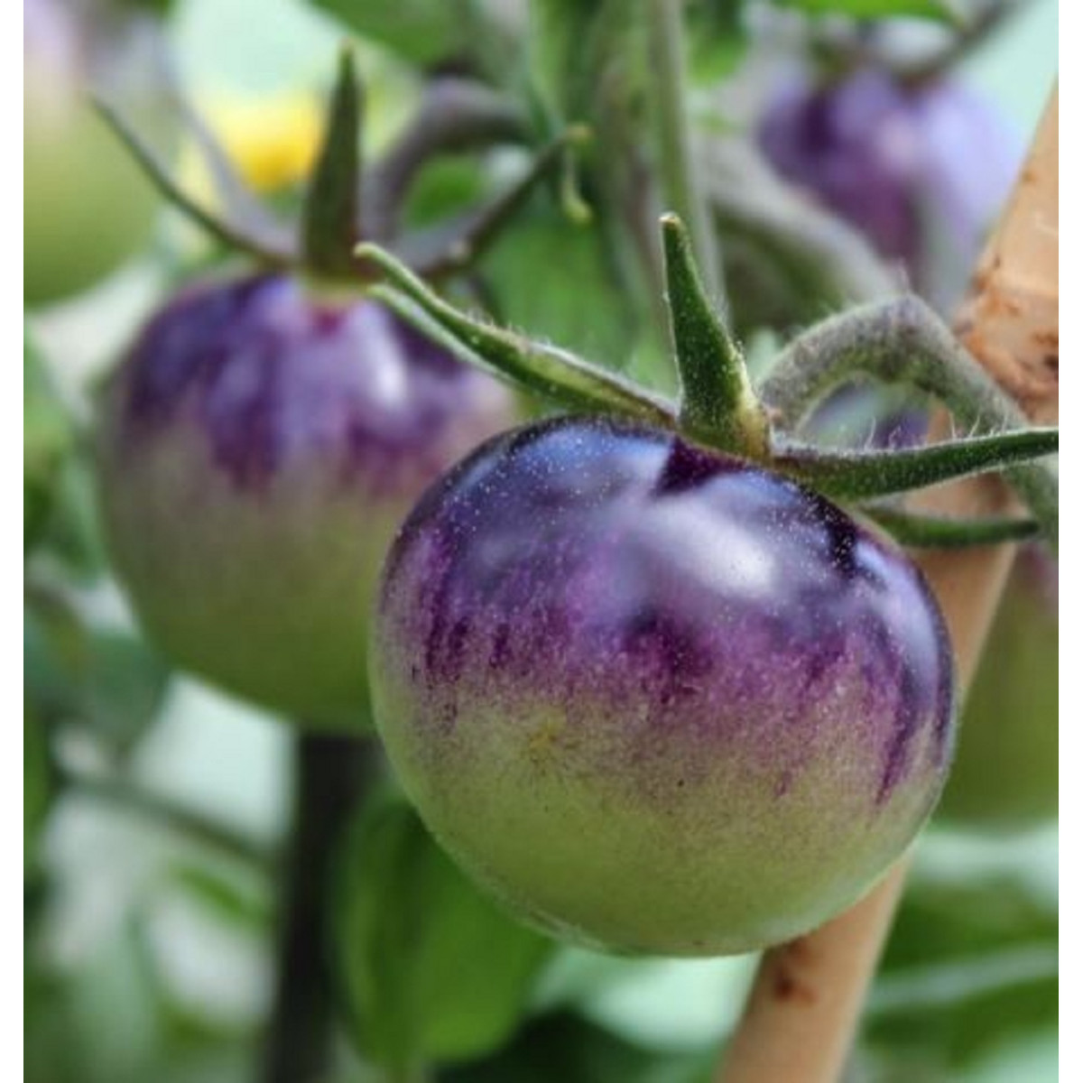 Paradajka Blueberry - Solanum lycopersicum - semená - 6 ks