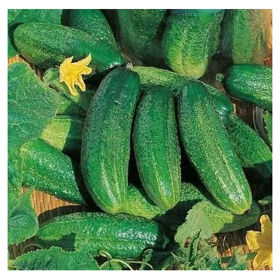 Uhorka Charlotte F1 - Cucumis sativus - semená - 6 ks