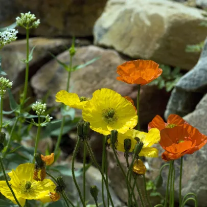 Mak Partyfun - Papaver nudicaule - semená maku - 20 ks