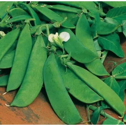 Hrach cukrový Delikata - Pisum sativum - semená hrášku - 12 g