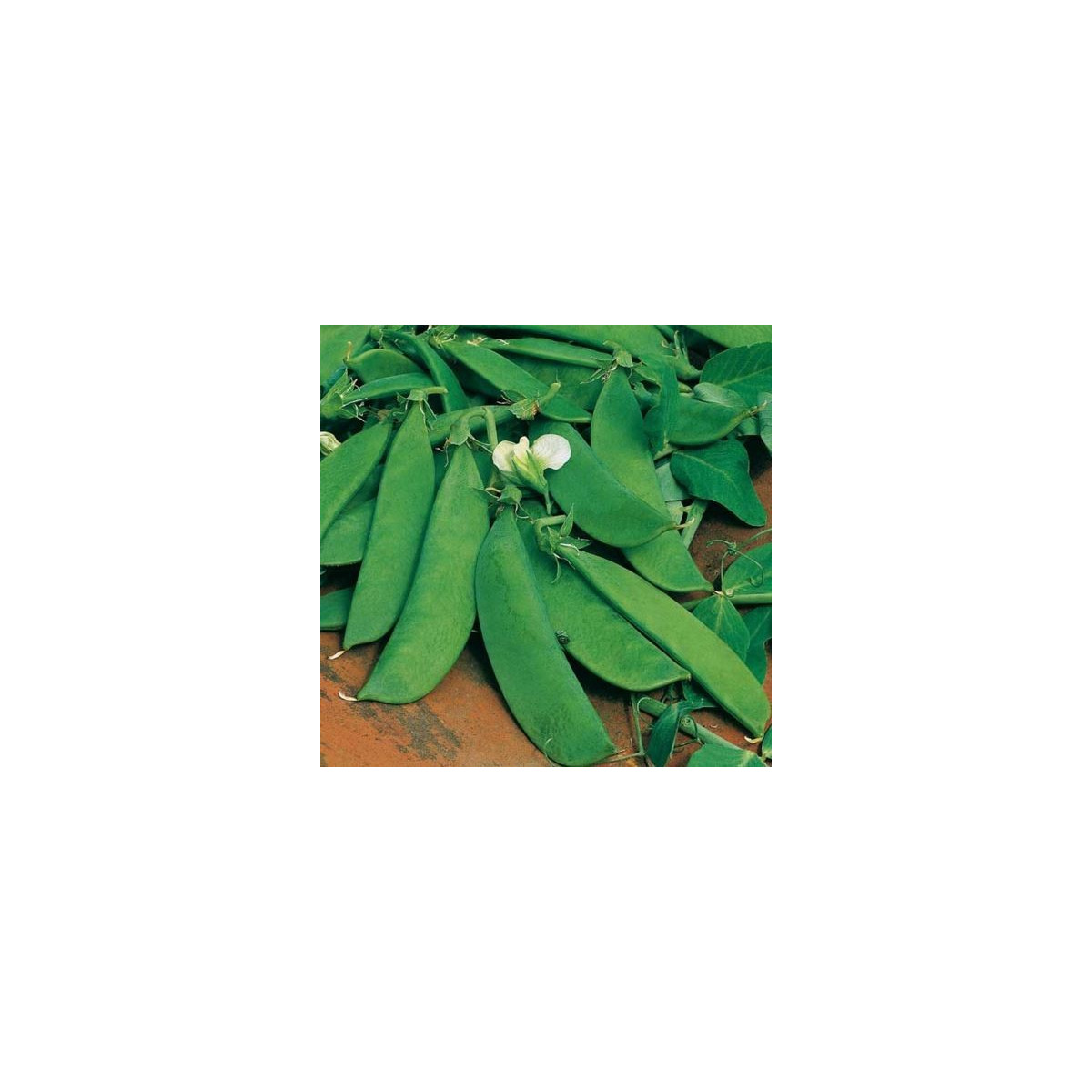 Hrach cukrový Delikata - Pisum sativum - semená hrášku - 12 g