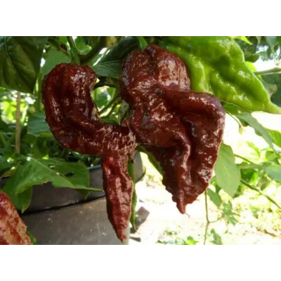 Chilli Black Naga - Capsicum chinense - semená chilli - 6 ks