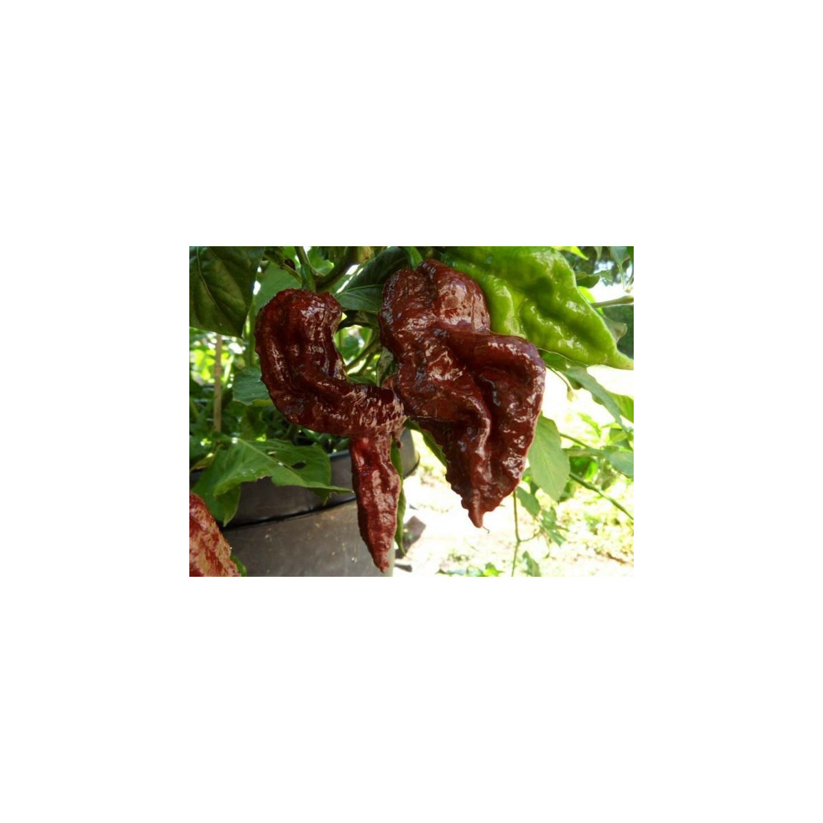 Chilli Black Naga - Capsicum chinense - semená chilli - 6 ks