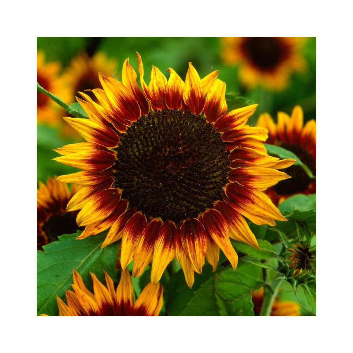 Slnečnica ročná Helios - Helianthus annuus - semená slnečnice - 7 ks