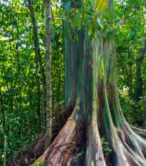 Eukalyptus dúhový - Blahovičník - Eucalyptus deglupta - semená - 10 ks