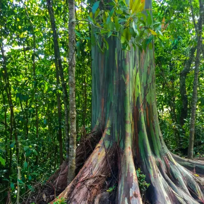 Eukalyptus dúhový - Blahovičník - Eucalyptus deglupta - semená - 10 ks