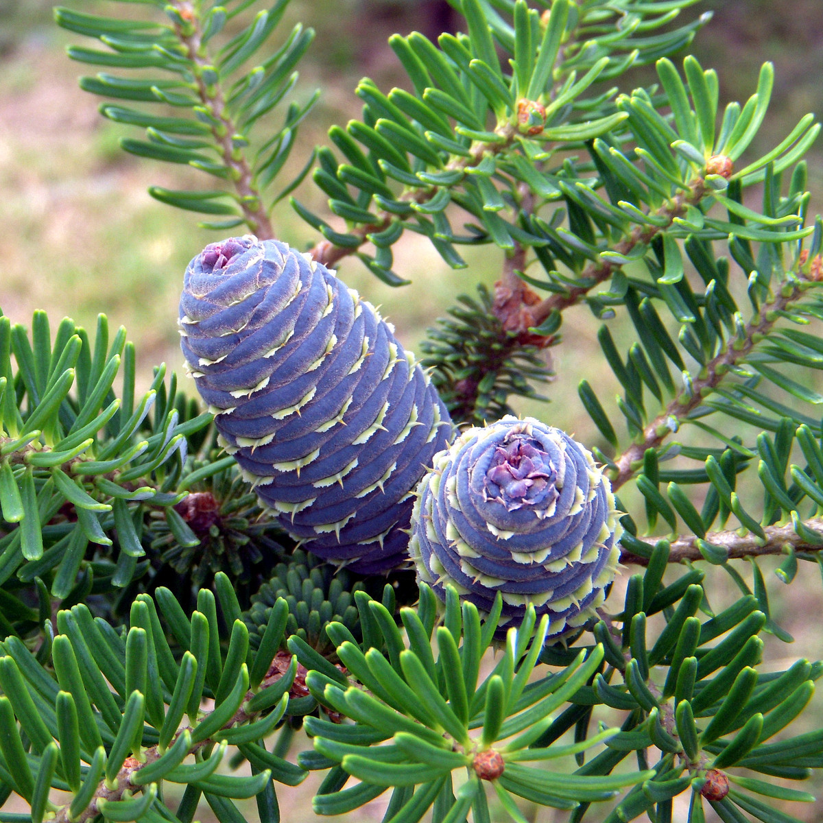 Jedľa kórejská - Abies koreana - semená - 7 ks