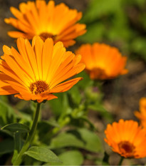 Nechtík lekársky - Calendula officinalis - semená - 65 ks