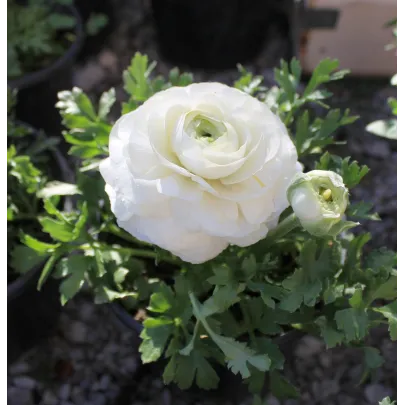 Iskerník plnokvetý biely - Ranunculus asiaticus - cibuľoviny - 3 ks