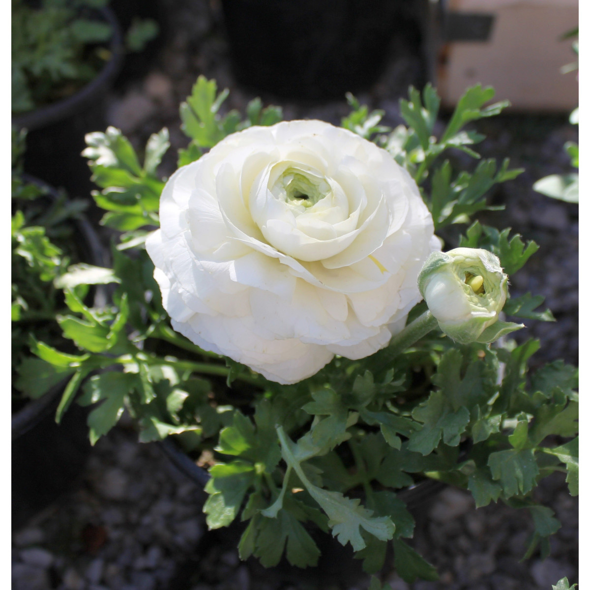 Iskerník plnokvetý biely - Ranunculus asiaticus - cibuľoviny - 3 ks