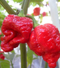 Chilli 7 Pot červené - Capsicum chinense - semená - 6 ks