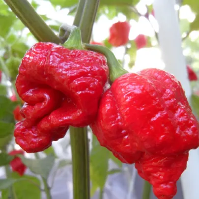 Chilli 7 Pot červené - Capsicum chinense - semená - 6 ks