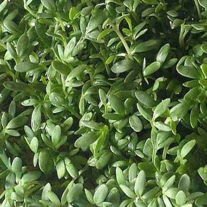 Žerucha záhradná - rastlina Lepidium sativum - osivo žeruchy - 2.5 g