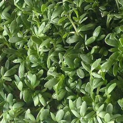 Žerucha záhradná - rastlina Lepidium sativum - osivo žeruchy - 2,5 g