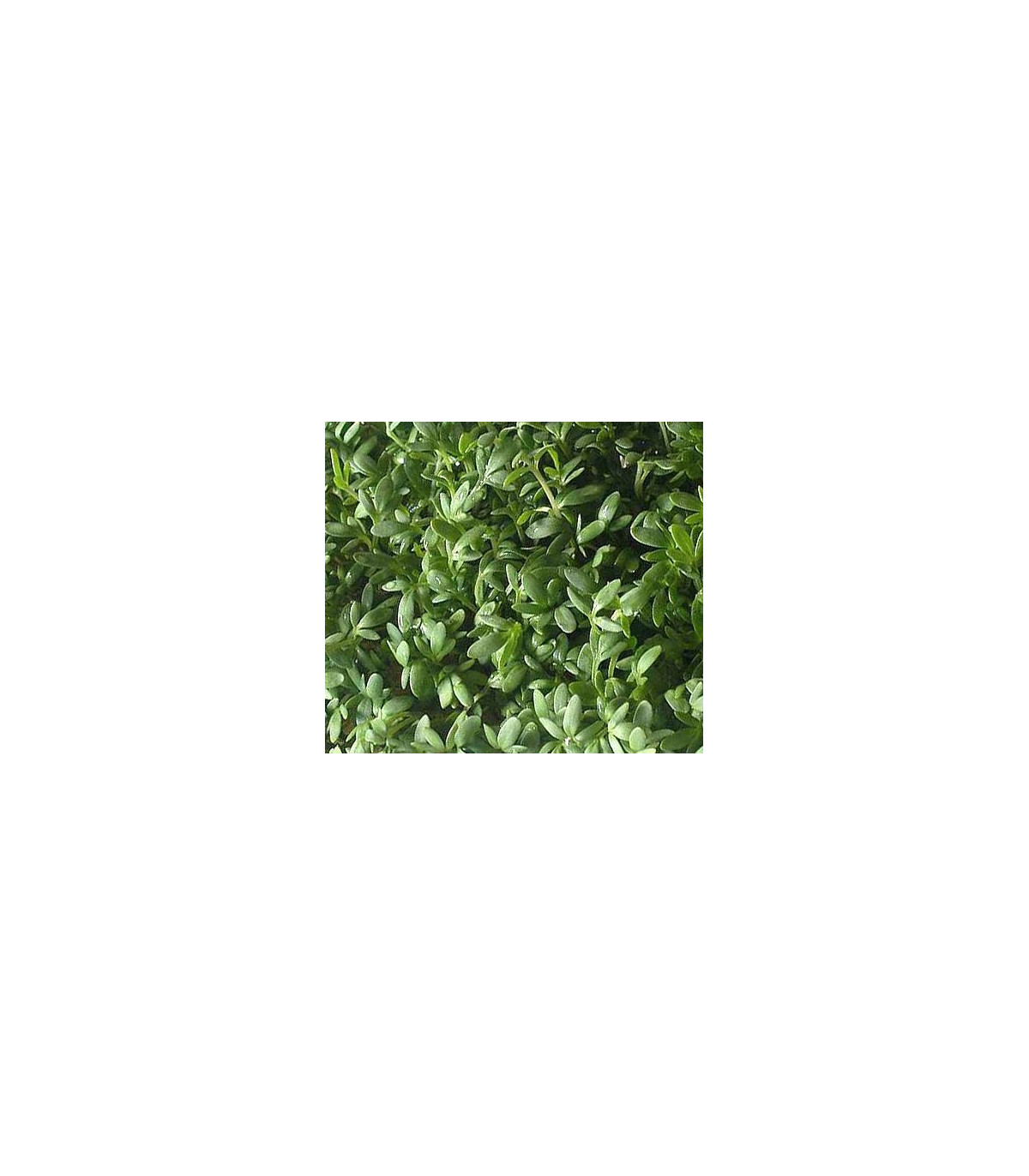 Žerucha záhradná - rastlina Lepidium sativum - osivo žeruchy - 2.5 g
