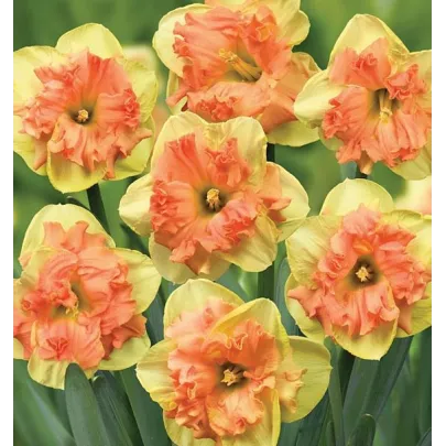 Narcis Vanilla Peach - Narcissus - cibuľoviny - 3 ks