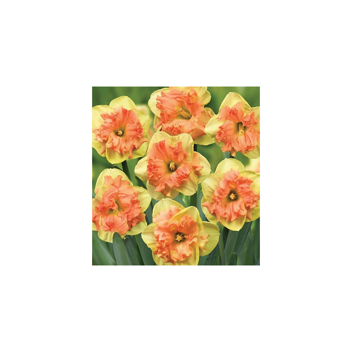 Narcis Vanilla Peach - Narcissus - cibuľoviny - 3 ks