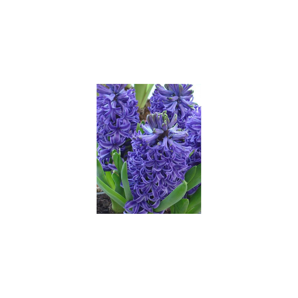 Modrý hyacint Blue Pearl - cibuľky predaj - 1 ks