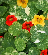 Kapucínka nízka Alaska Mix - Tropaeolum Nanu - semená - 15 ks