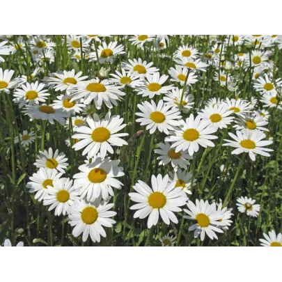 Margarétka biela Kráľovná - Chrysanthemum Leucanthemum max - predaj semien - 0,4 g