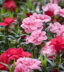 Klinček trpasličí zmes farieb - Dianthus caryophyllus - semená - 130 ks