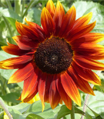 Slnečnica Fantázia Mix F1 - Helianthus annuus - semená - 6 ks