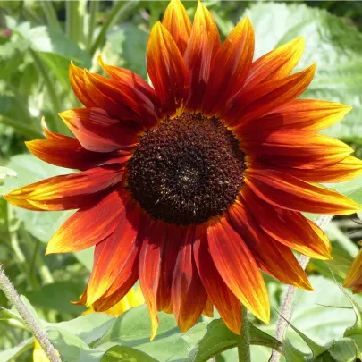 Slnečnica Fantázia Mix F1 - Helianthus annuus - semená - 6 ks