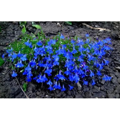 Lobelka drobná Crystal Palace - Lobelia erinus - semená lobelky - 1000 ks