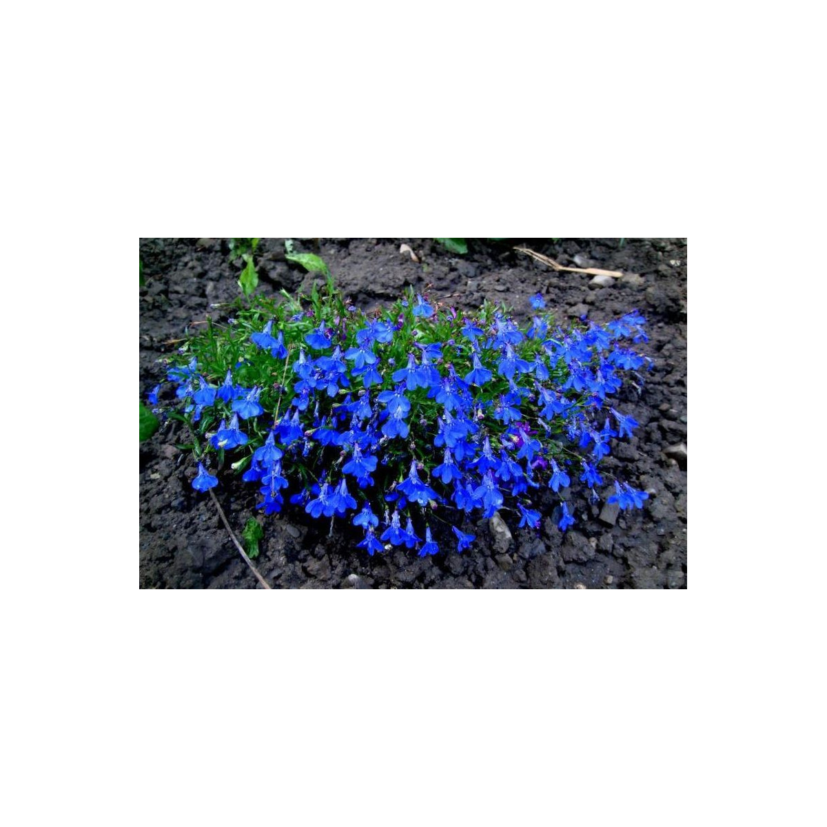 Lobelka drobná Crystal Palace - Lobelia erinus - semená lobelky - 1000 ks