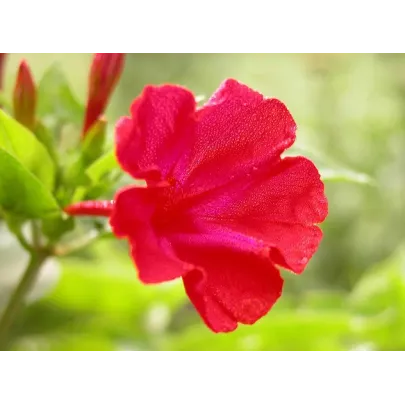 Nocovka jalapovitá - červená - Mirabilis Jalapa - semená - 1 g
